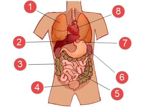 An illustration of a body showing internal organs with numbers, number 1 is the organ for breathing, number 2 is the organ just below the heart, number 3 is the part of the digestive system on the patient's righthand side, number 4 is the part where urine is collected, number 5 is the long convoluted part of the digestive system, number 6 is one of the two organs that filters the blood, number 7 the part where food is initially digested, number 8 is organ that pumps blood.